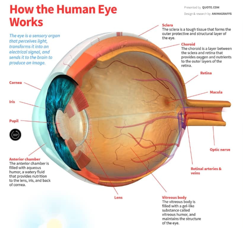drawing of the eye