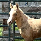 dolly25_edited.jpg