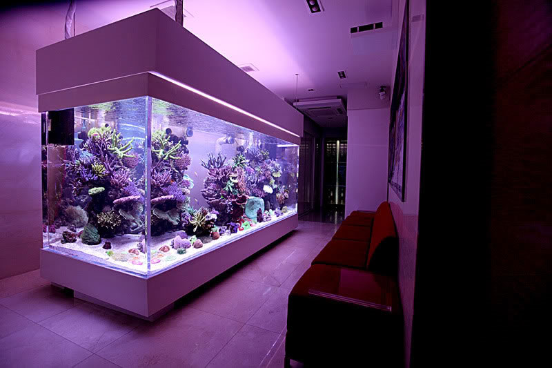 Image showcasing Aquariums For Small Spaces