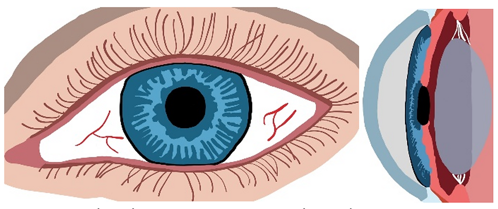 Healthy eye