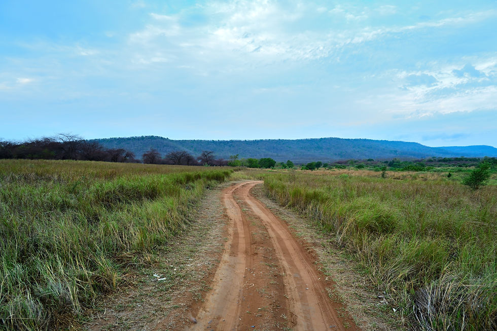 Red dirt safari track winding toward the Vindhya hills inside Panna National Park in Madhya Pradesh.
