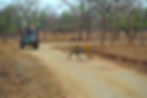 Bengal tiger strides past a safari jeep, dry trees and photographers watching, Panna National Park, Madhya Pradesh, India.