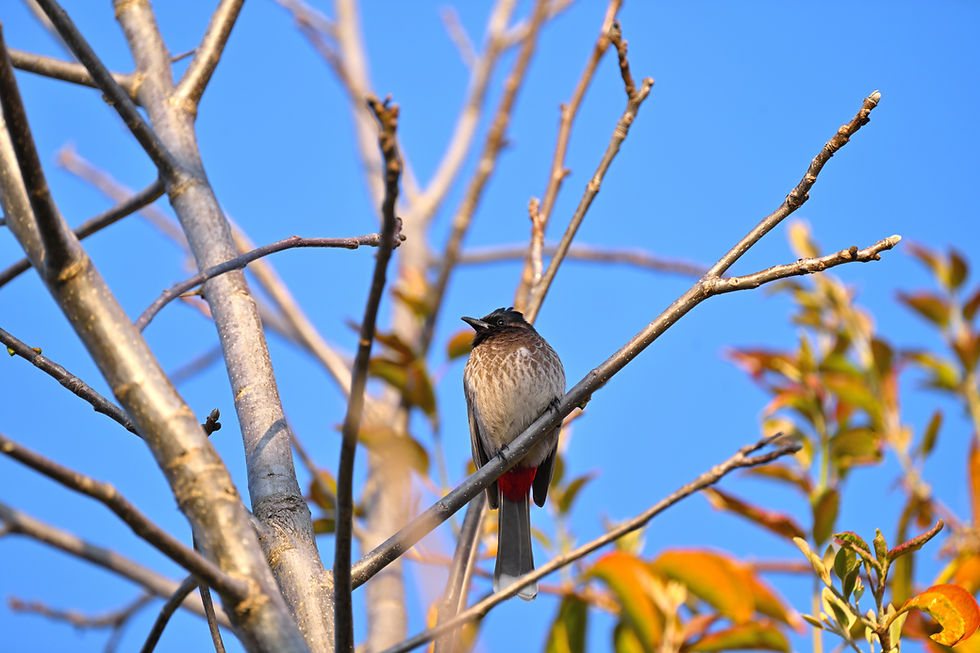 Red-vented Bulbul perched on bare branches inside Binsar oak and rhododendron forest during winter birding season.