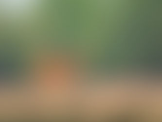 Young hard-ground Barasingha standing in a meadow at Kanha National Park with Sal forest forming the background.