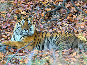 A Royal Bengal tiger rests among dry autumn leaves on the forest floor in Madhya Pradesh.