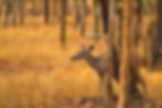 Sambhar deer partly hidden by woodland tree, dry grass field beyond, Pench National Park. 