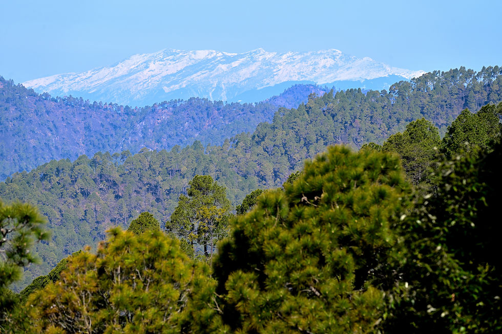 Snow-covered Ali and Bedni Bugyal peaks viewed from Binsar above oak and pine forest canopies.