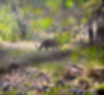 Tigress Shakti walking through forest undergrowth at Ranthambore National Park.