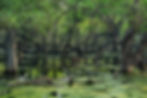 Dense, flooded forest with twisting trunks and reflections on still water in Bharatpur’s Keoladeo wetland reserve.