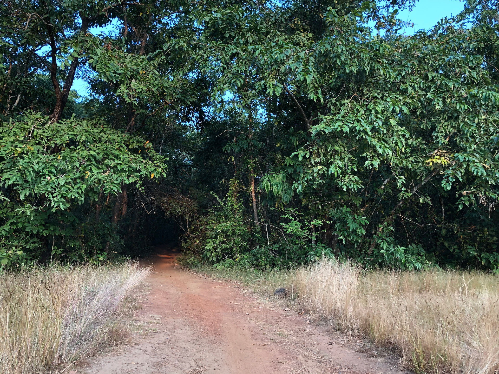 The path disappearing in woods