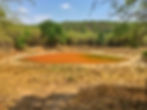 A secluded jungle waterhole covered in bright orange surface algae surrounded by dry grass.