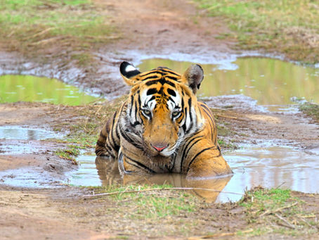 Bengal tiger resting in a muddy puddle on a forest track during a wildlife safari in Panna National Park.