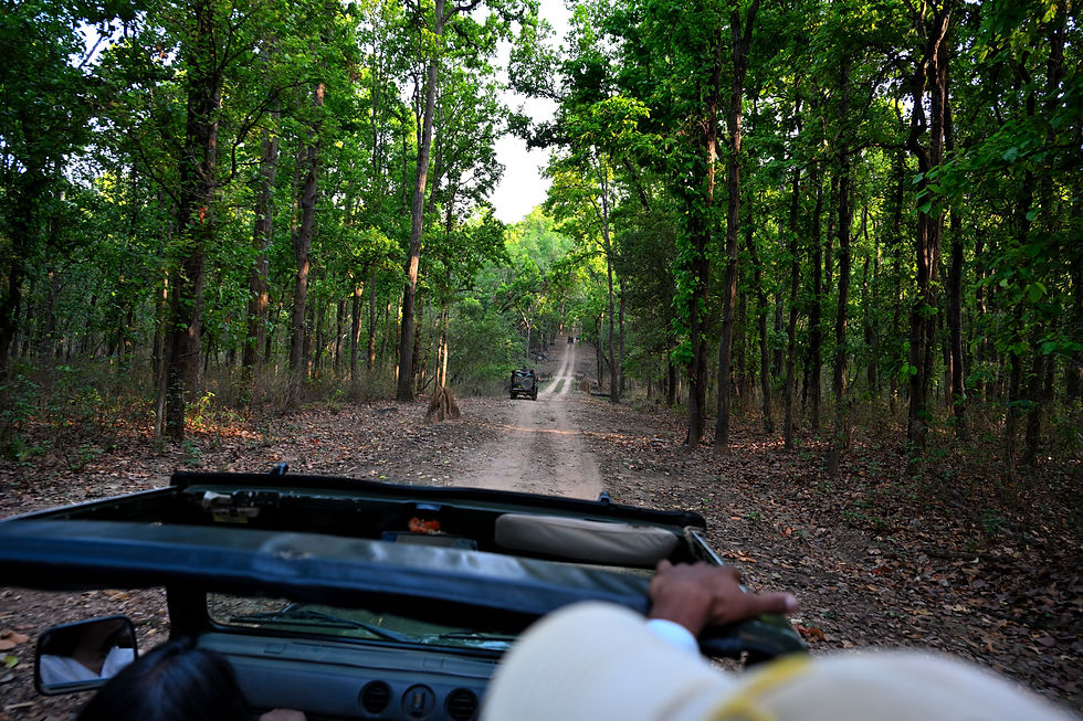 Open-top safari Gypsy driving through the Sal forests of Kisli Zone in Kanha National Park.