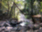 Water from the Savari Waterfall vanishing in the woods, South Goa