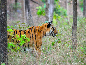 The Legendary Langdi: A glimpse of Pench's Tigress Queen