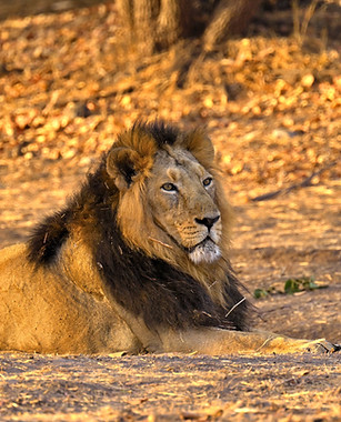 Asiatic lion male golden hour Gir National Park Gujarat India wildlife safari photography expert travel photographer