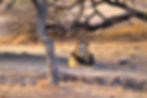 Asiatic lion resting in Gir National Park wildlife sanctuary, Gujarat, India, during jeep safari. Asiatic lion Gir National Park, Gir wildlife safari sightings, Gir lion photography, Gujarat national park wildlife, Gir safari animal spotting.