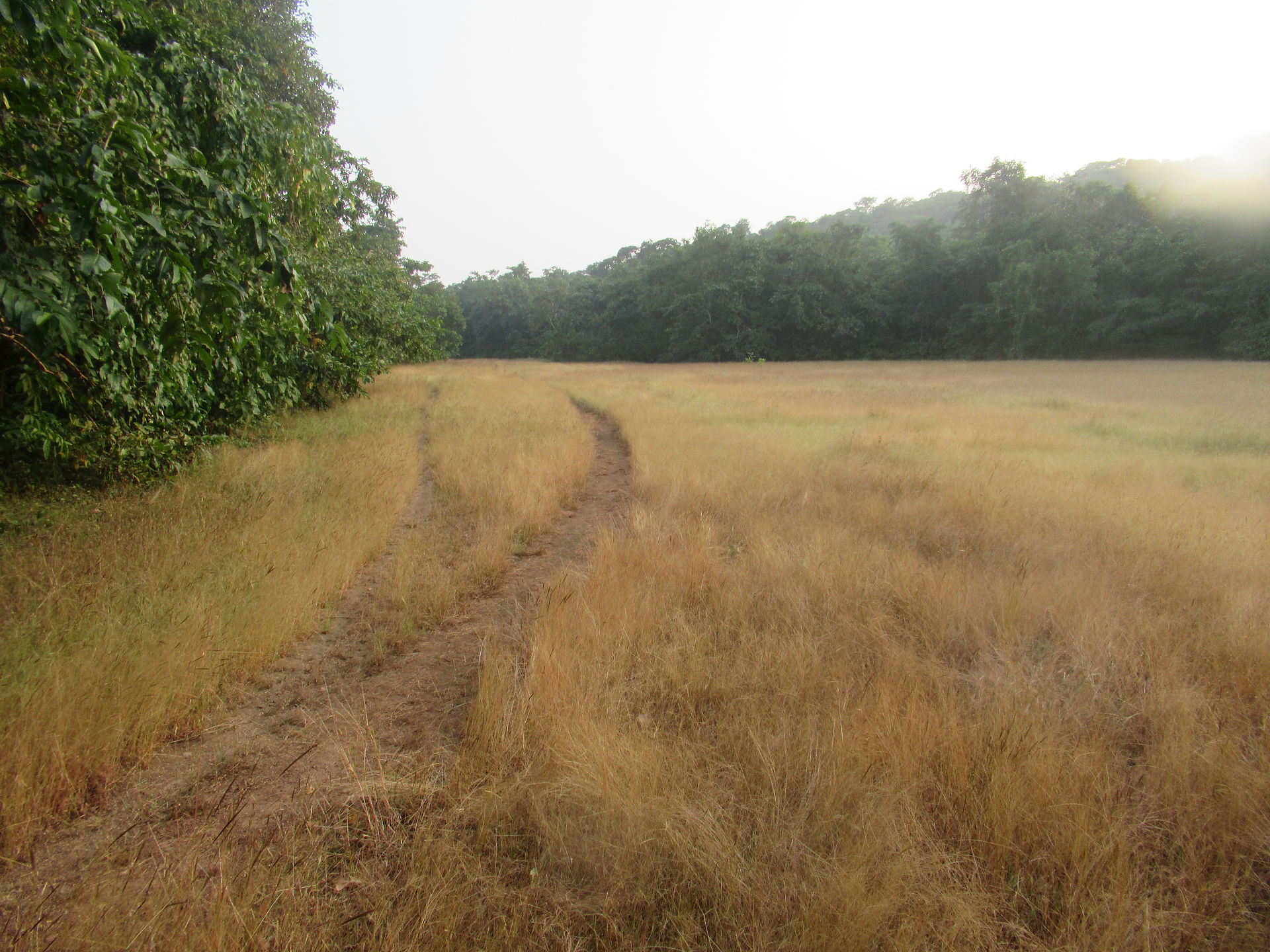 Wide-open grassland