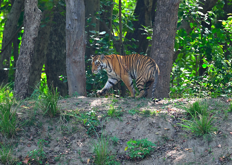 Bengal tigress standing and preparing to sit among trees and grass on a forested slope, Kanha National Park, Madhya Pradesh.