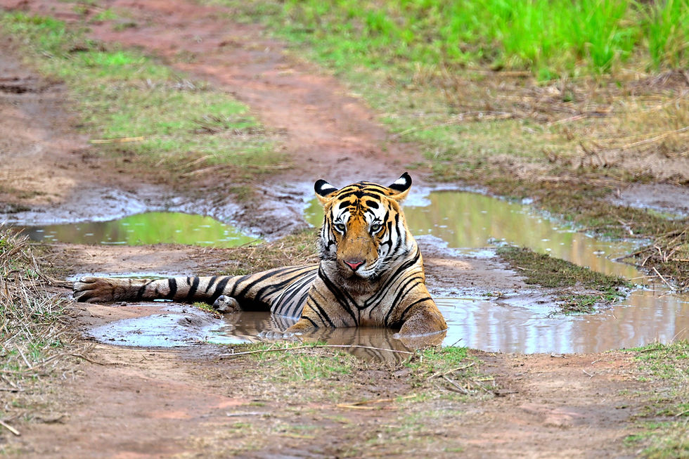 Bengal tiger resting in a muddy puddle inside Panna National Park during a wildlife safari in central India.