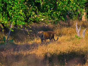 A majestic Royal Bengal Tiger walks through tall, dry golden grass, shaded by a canopy of green trees in the Indian jungle.