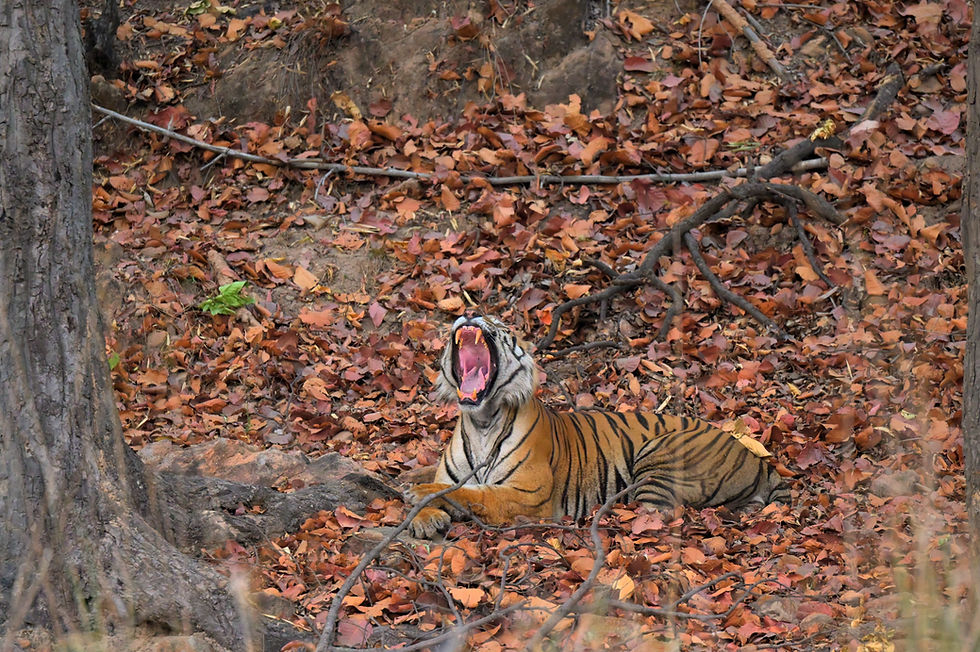 Male Bengal tiger resting on dry Sal leaf litter in Bandhavgarh National Park.