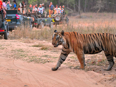 Bengal tiger crossing a dusty forest track with safari vehicles in the background at Bandhavgarh National Park.