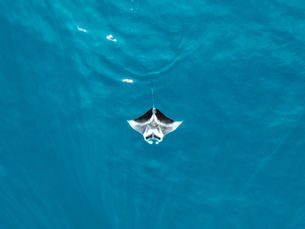 The Season Of Giants