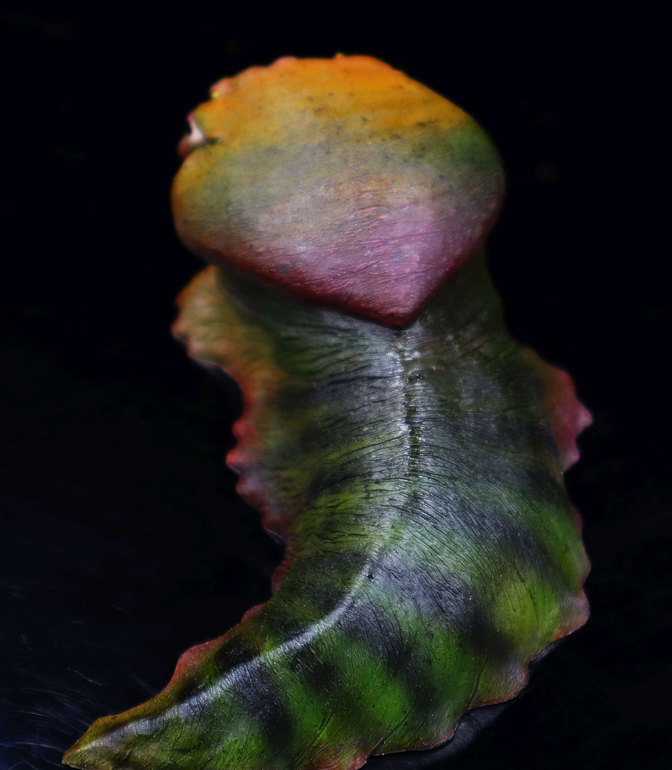Thumbnail: Cthulhu Chibilizard   Limited edition
