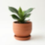 Terracotta Planter Pot