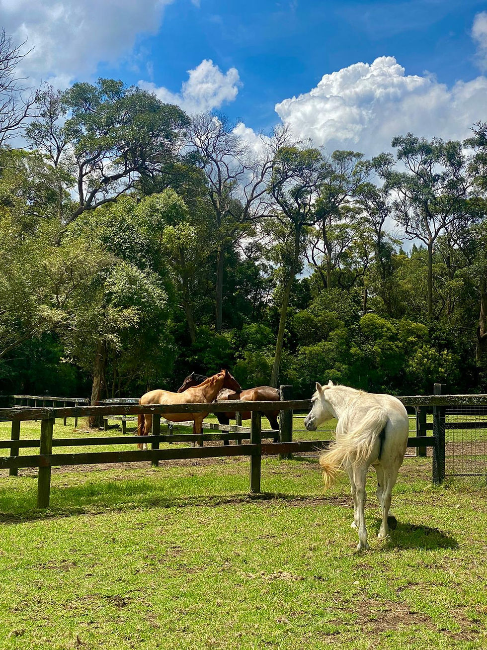 Introduction to DBT for Equine Assisted Therapy
