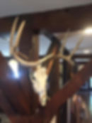 European Skull Mount