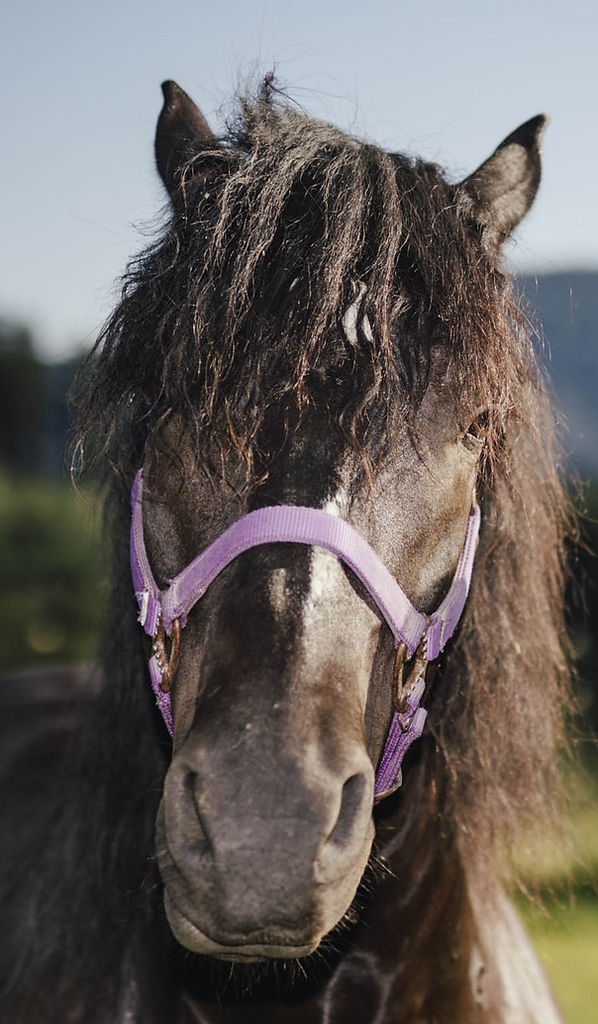 Ein schönes schwarzes Pferd im Closeup