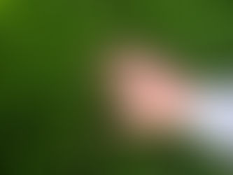 A lush green lawn not only ups your home’s visual appeal but also creates a space for relaxation and fun.