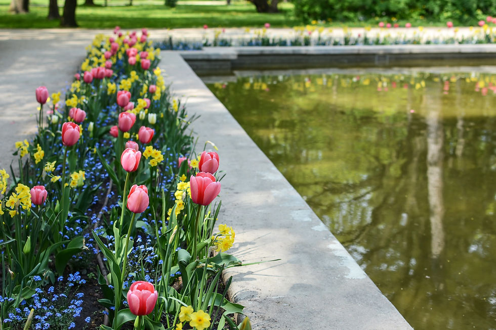 Pink tulips and yellow daffodils in bloom.