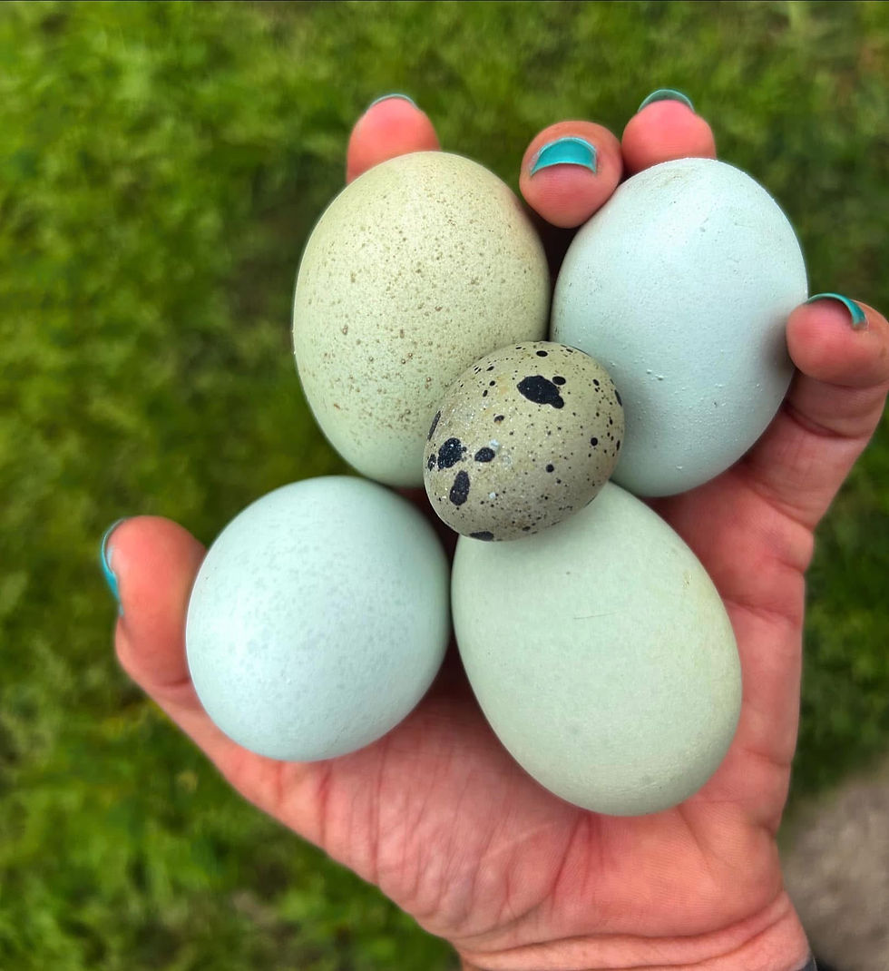 Thumbnail: True blue dozen