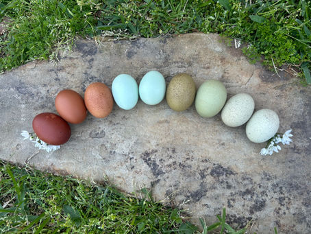 Elevating My Breeding Game: Embracing Speckled Eggs and Bloomed Hens