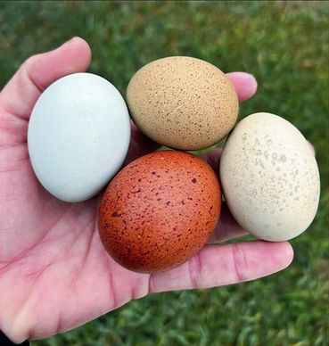 Speckled hatching eggs