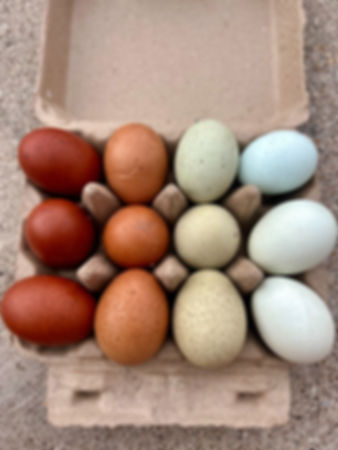 Speckled dozen 
