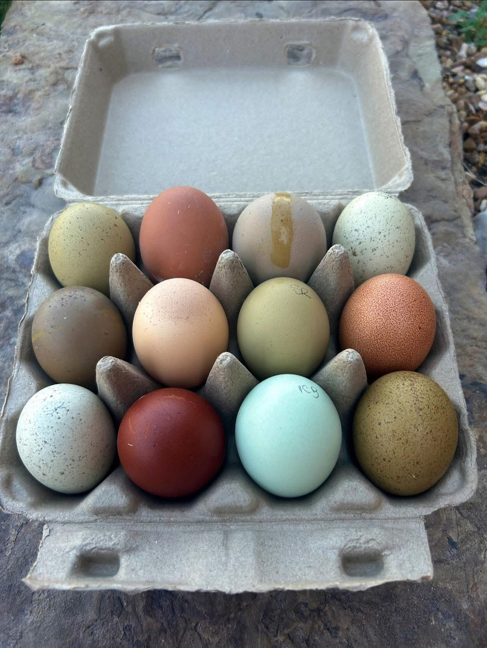 Thumbnail: Rainbow Dozen