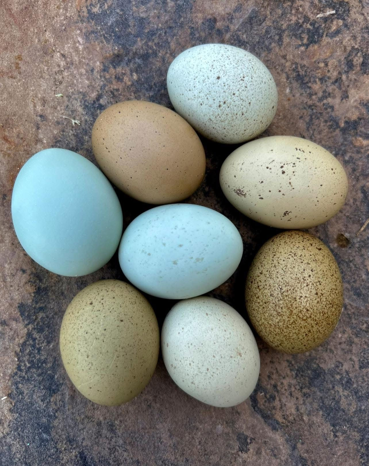 True blues & shades of green hatching eggs- dozen