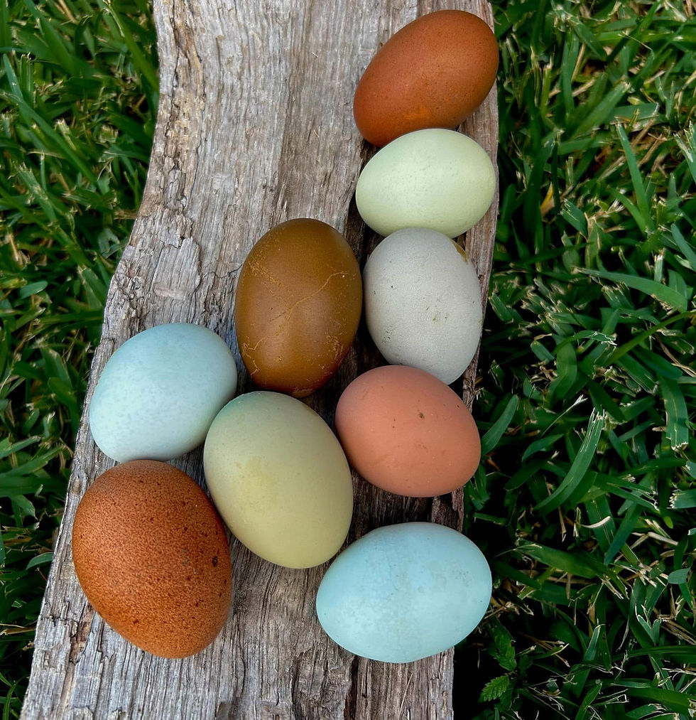 Thumbnail: Rainbow Dozen