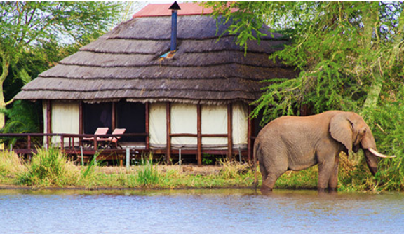 south africa wildlife