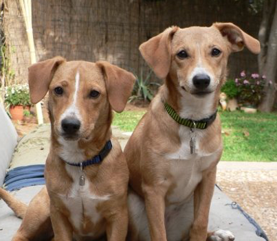 Twin Dogs