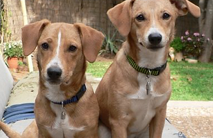 Dogs sitting nicely