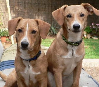 Twin Dogs