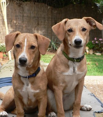 Twin Dogs