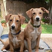 Twin Dogs