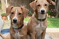 Twin Dogs