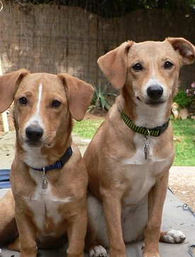 Hospedagem de animais em Barão Geraldo, Vacinas em animais em Barão Geraldo